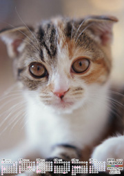 縦型 上半期6ヶ月カレンダー・下に印刷